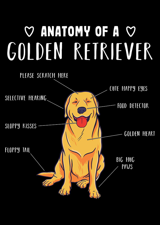 Cute Golden Retriever Gift