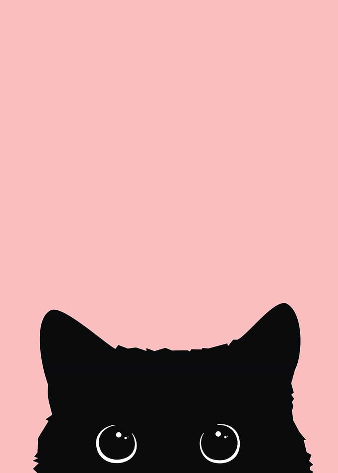 Curious cat