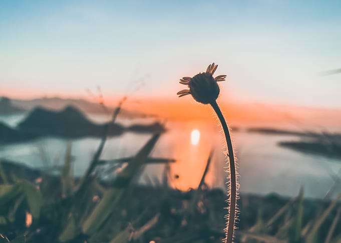 Sunset Flower