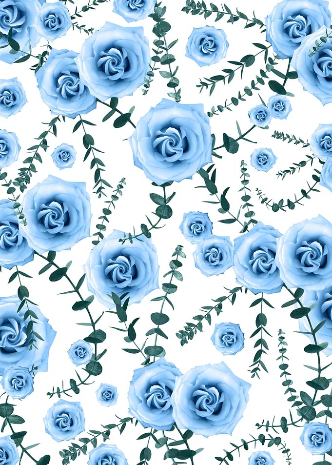 Blue Rose Eucalyptus 1