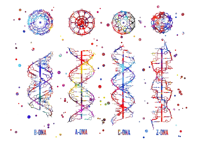 BACZ DNA