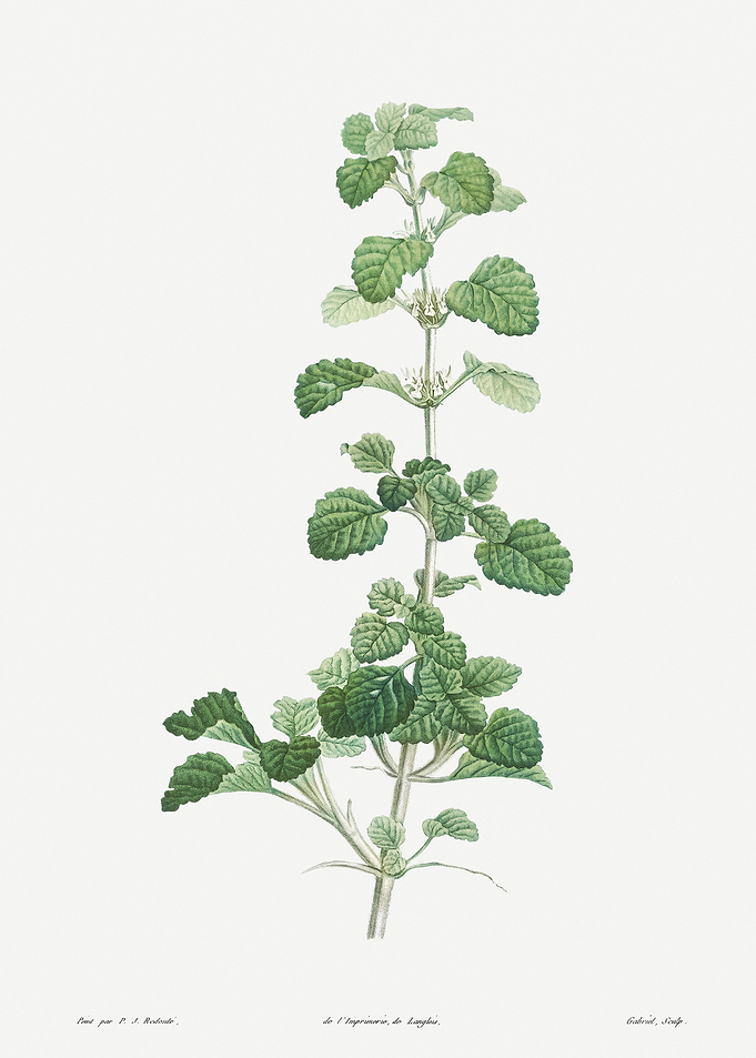 Flower Illustration