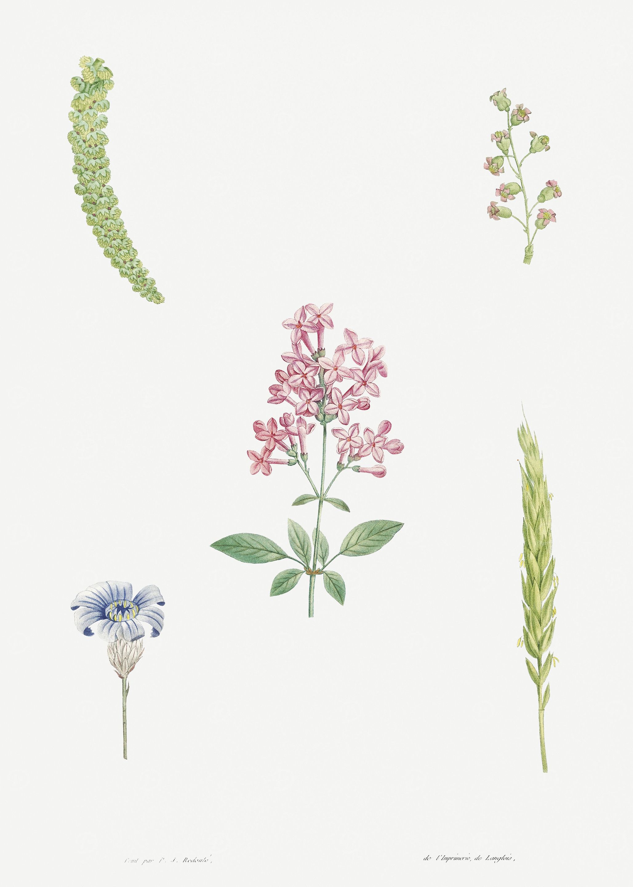 Flower Illustration
