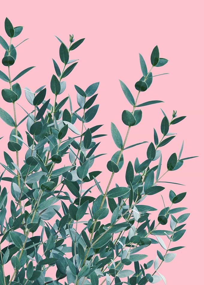 Eucalyptus Delight 5