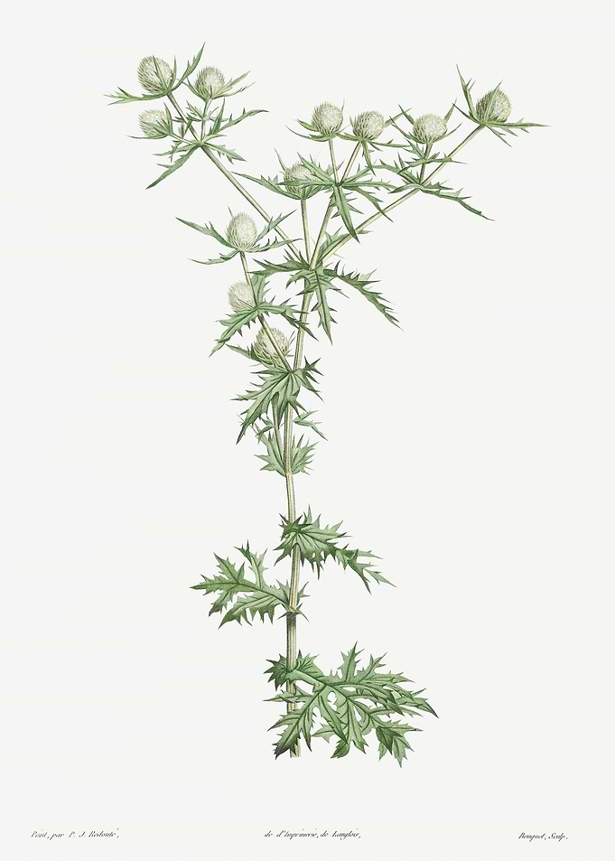 Flower Illustration