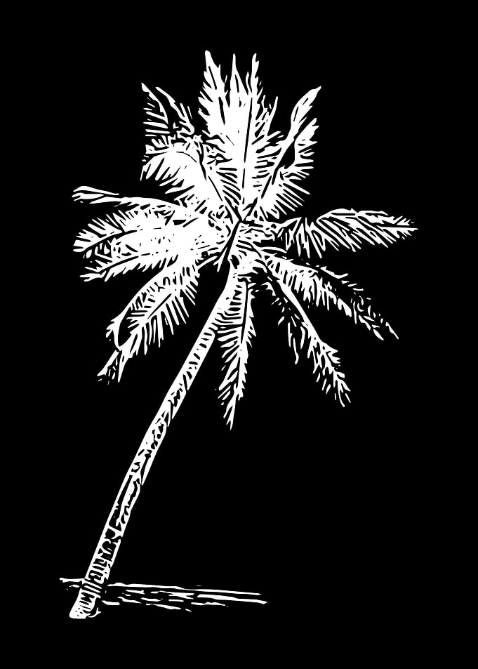 Palm Tree Beach Surfing