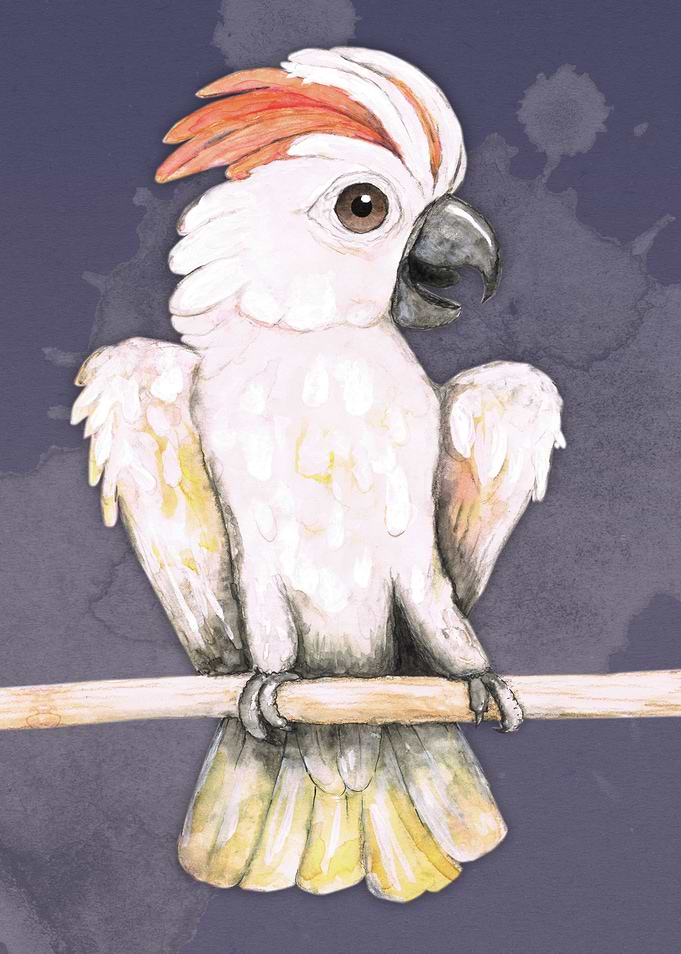 Salmoncrested cockatoo