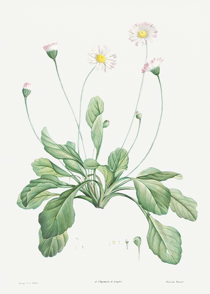 Flower Illustration
