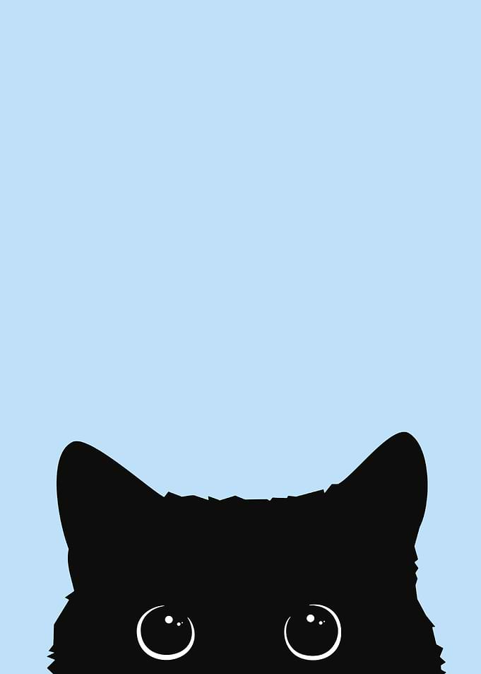 Curious Cat I