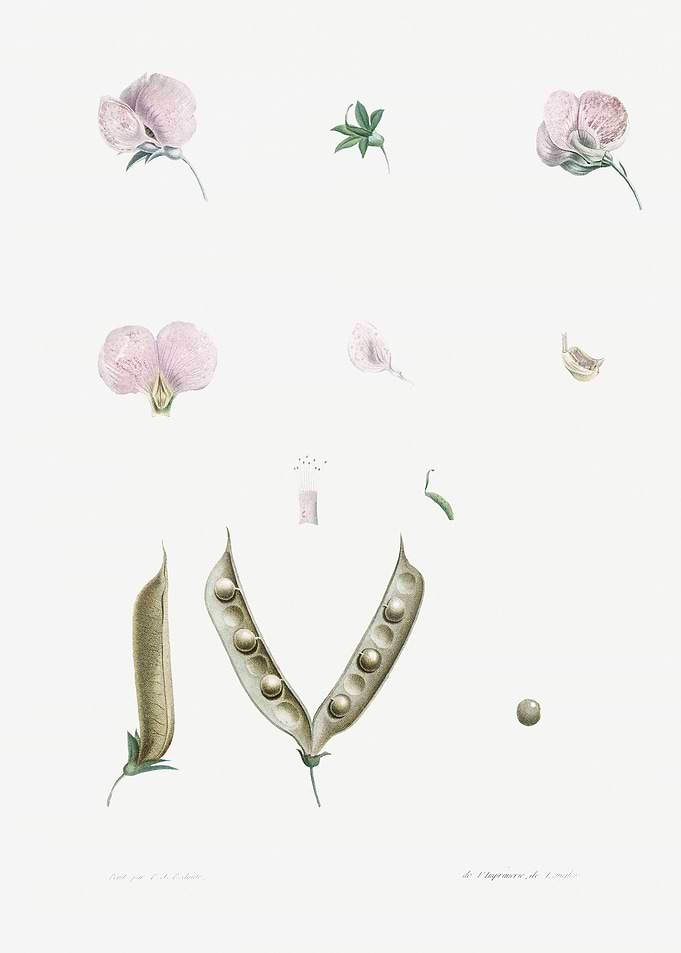 Flower Illustration