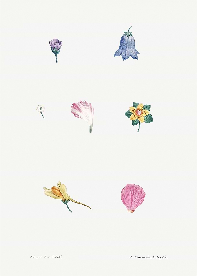 botanical illustration