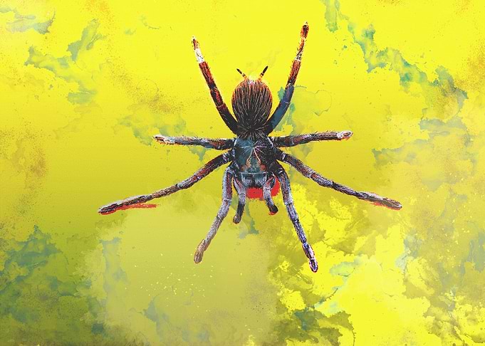 Spider painting