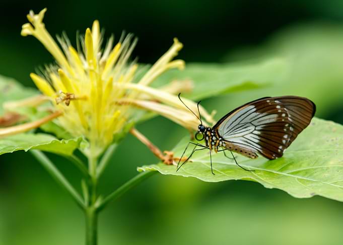 butterfly