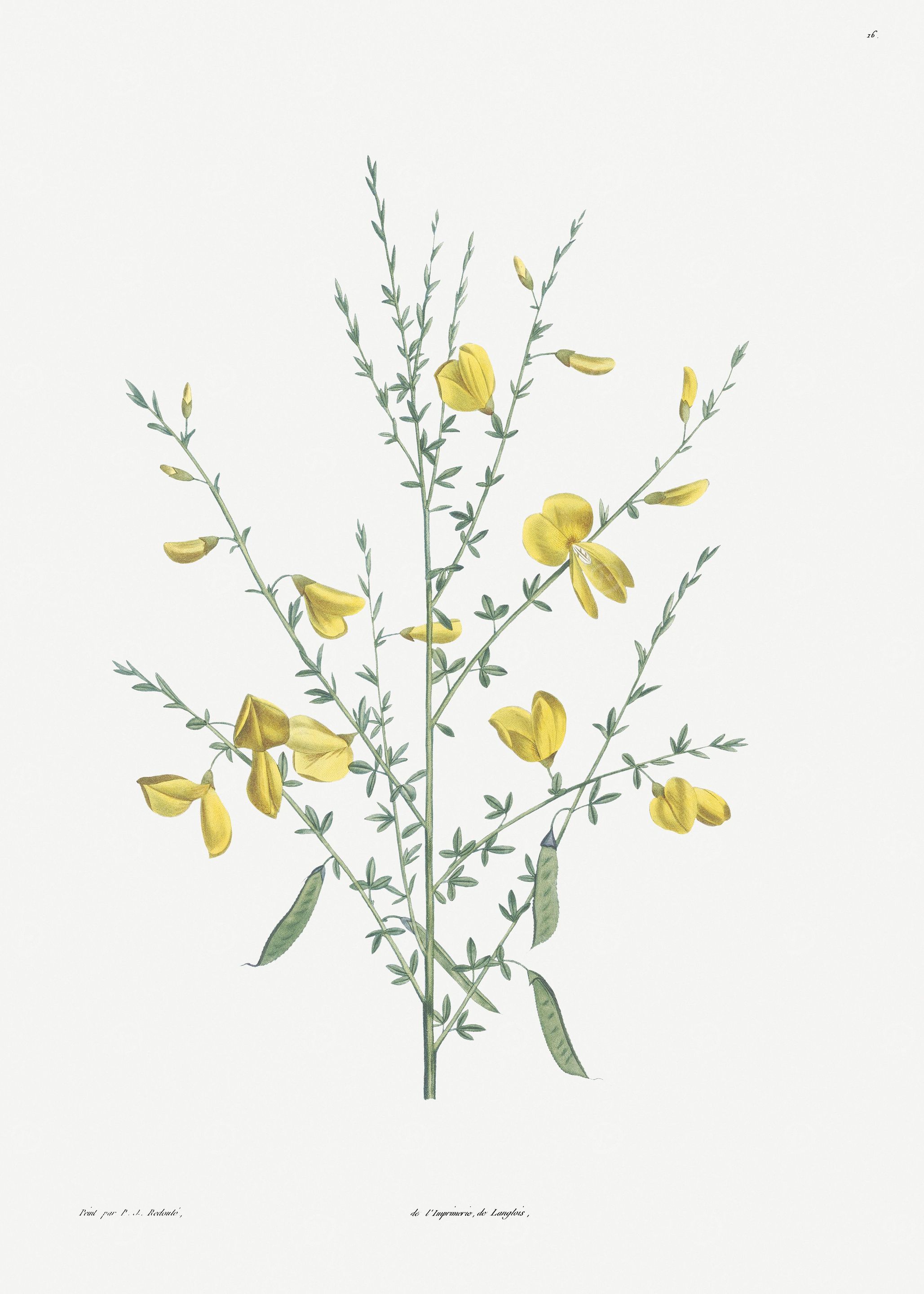 botanical illustration