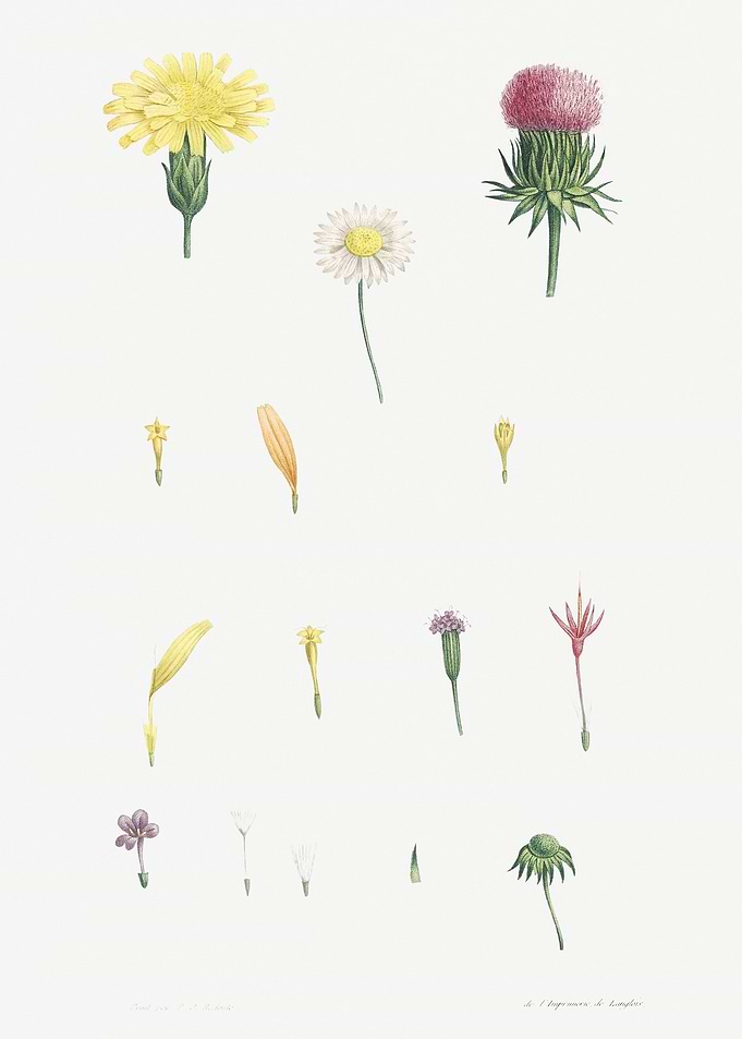botanical illustration