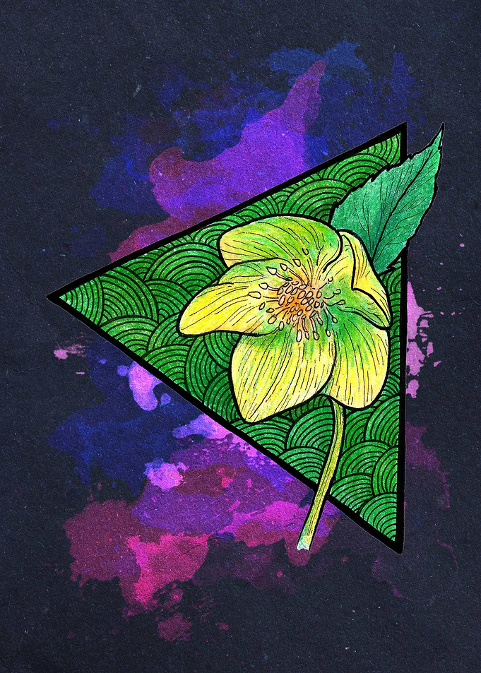 Helleborus Dark