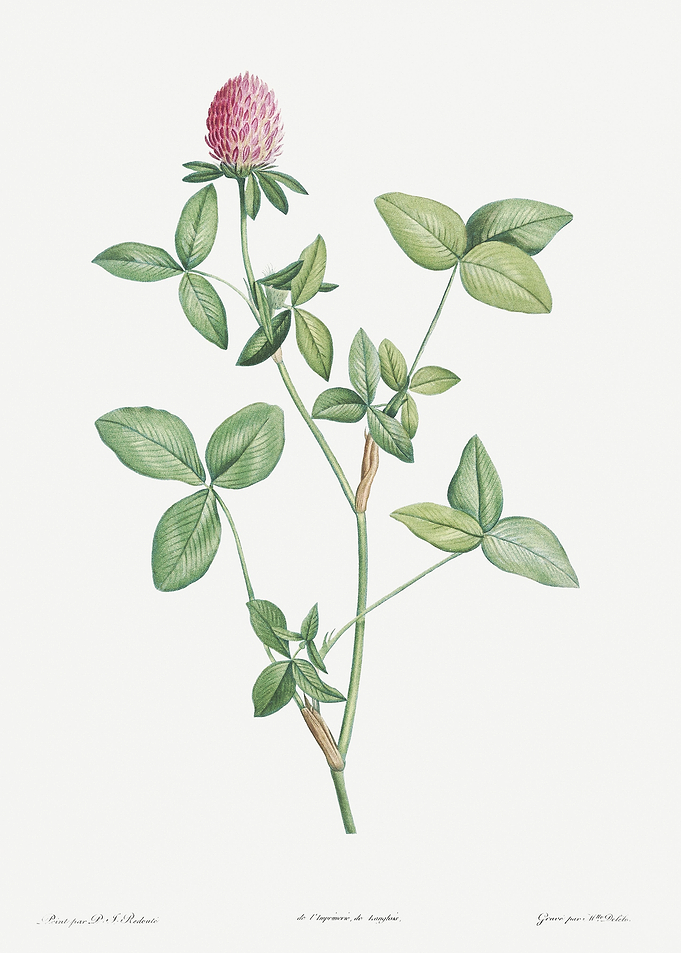 Flower Illustration