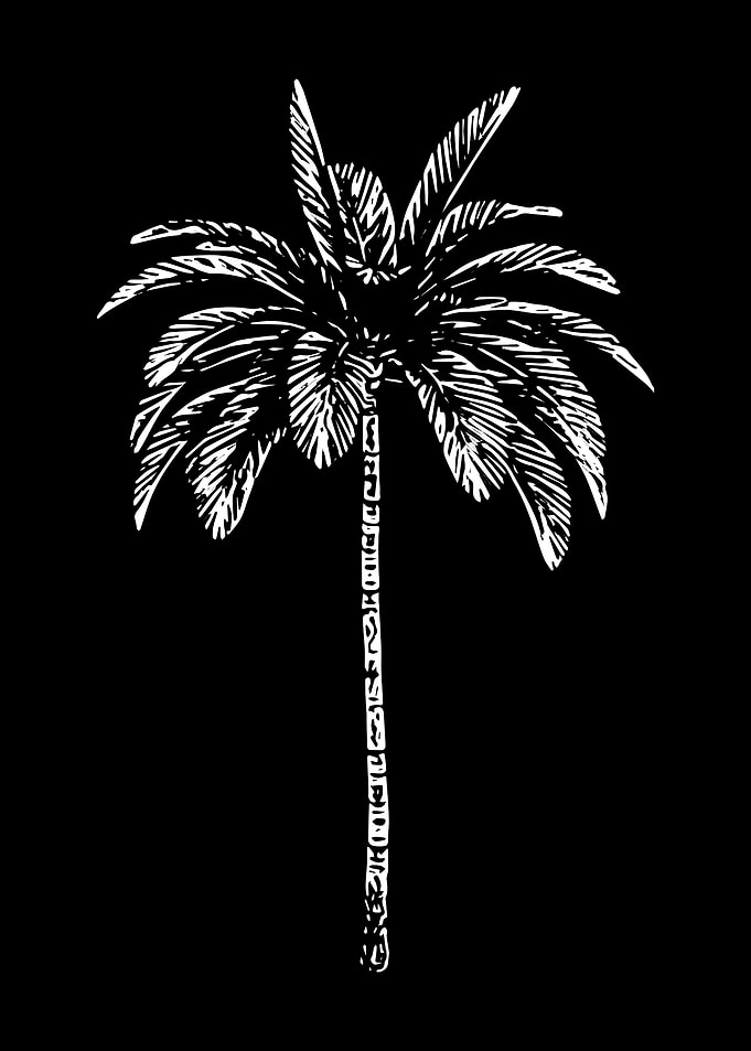 Palm Tree Beach Surfing
