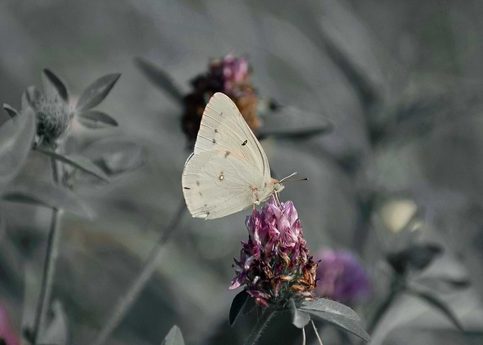 Yellow Sulphur I