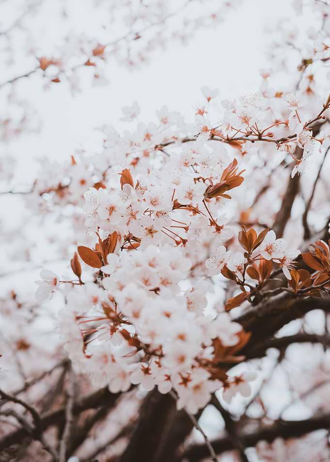 Cherry blossom