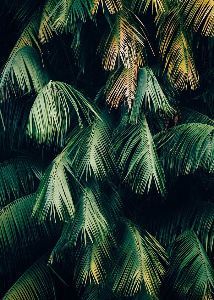 Tropical