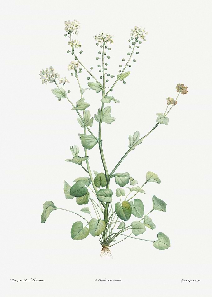 Flower Illustration