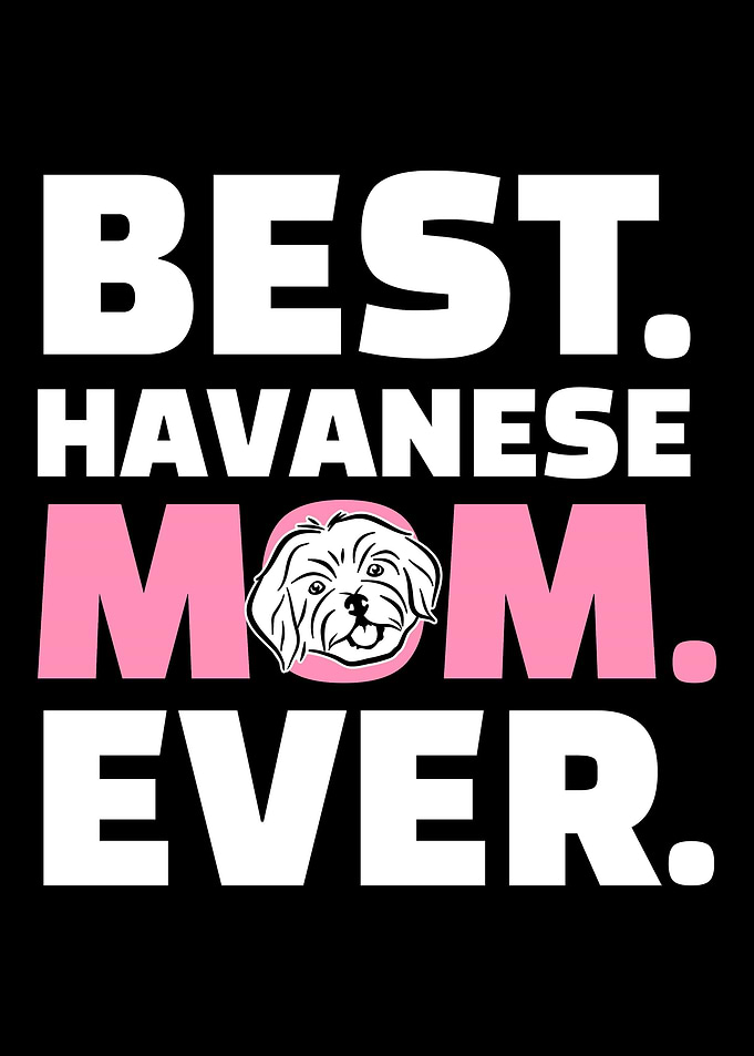 Havanese