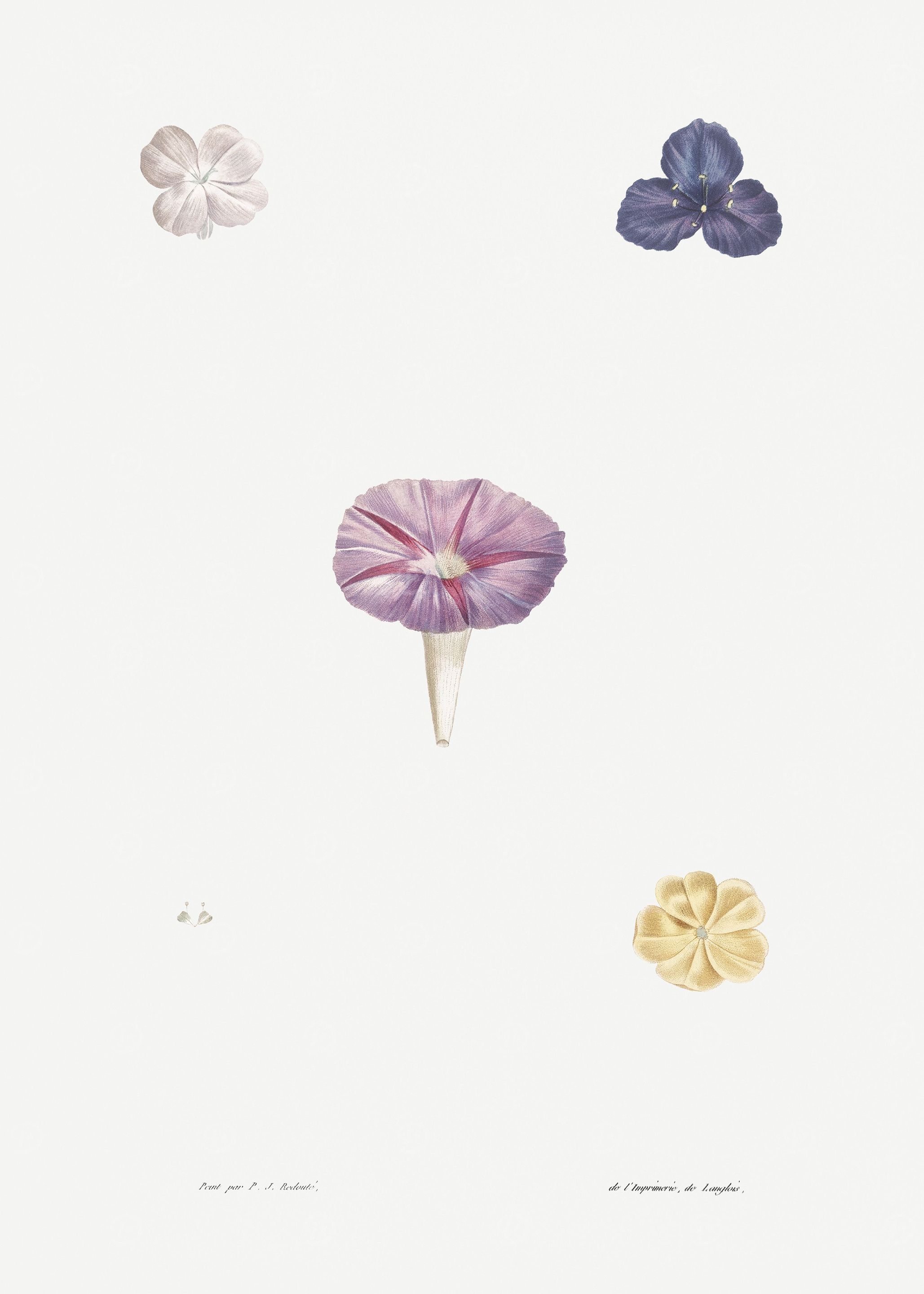 Flower Illustration