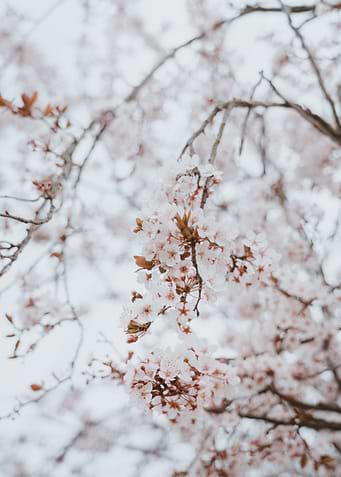 Cherry blossom