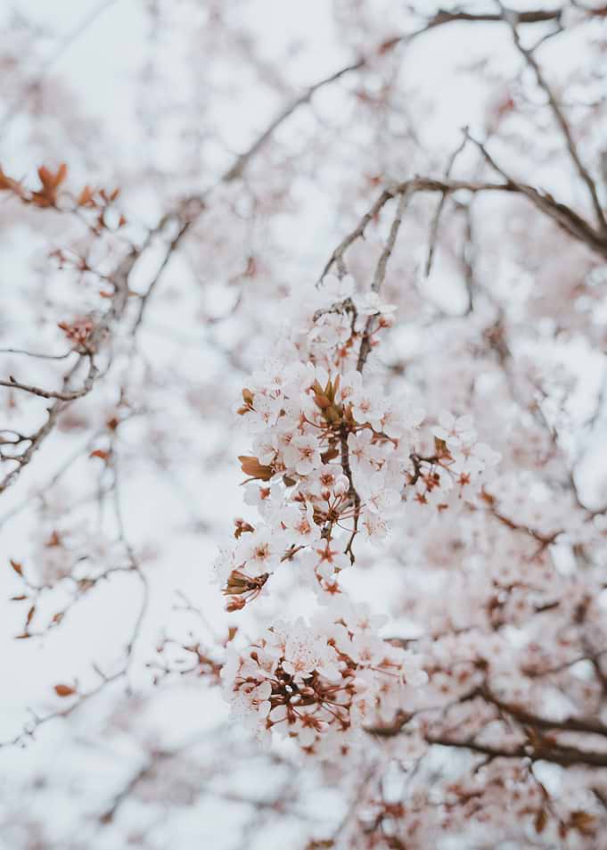 Cherry blossom
