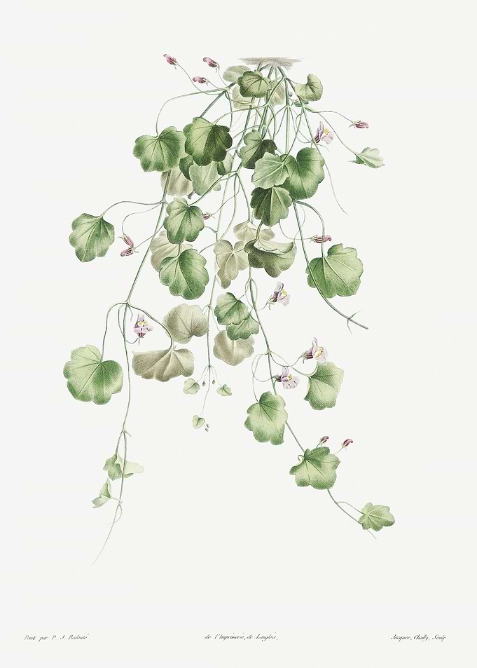 Flower Illustration