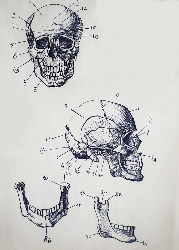 Scull