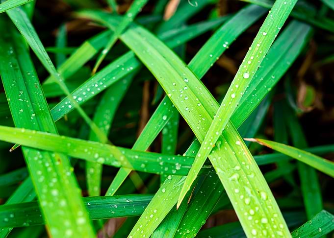 water drops on grass