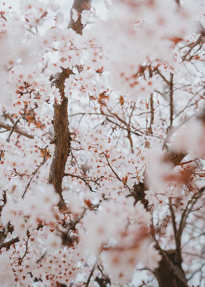 Cherry blossom
