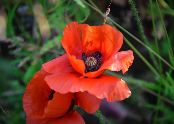 Poppy Blossom
