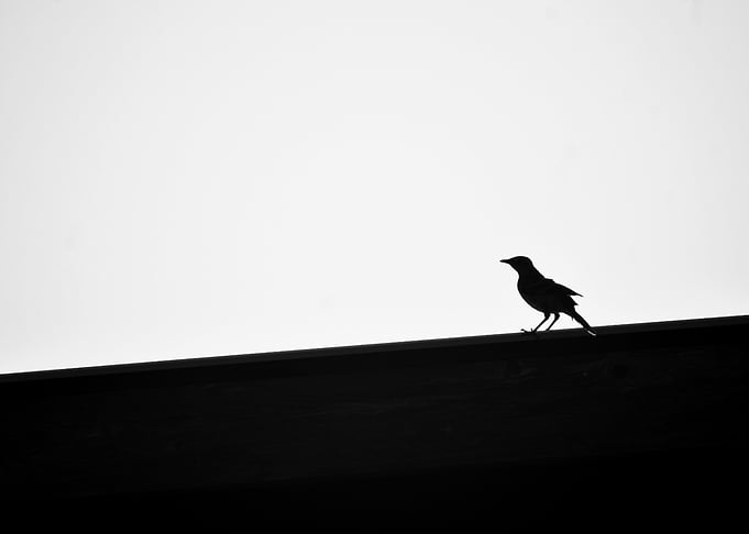 Bird Silhouette I