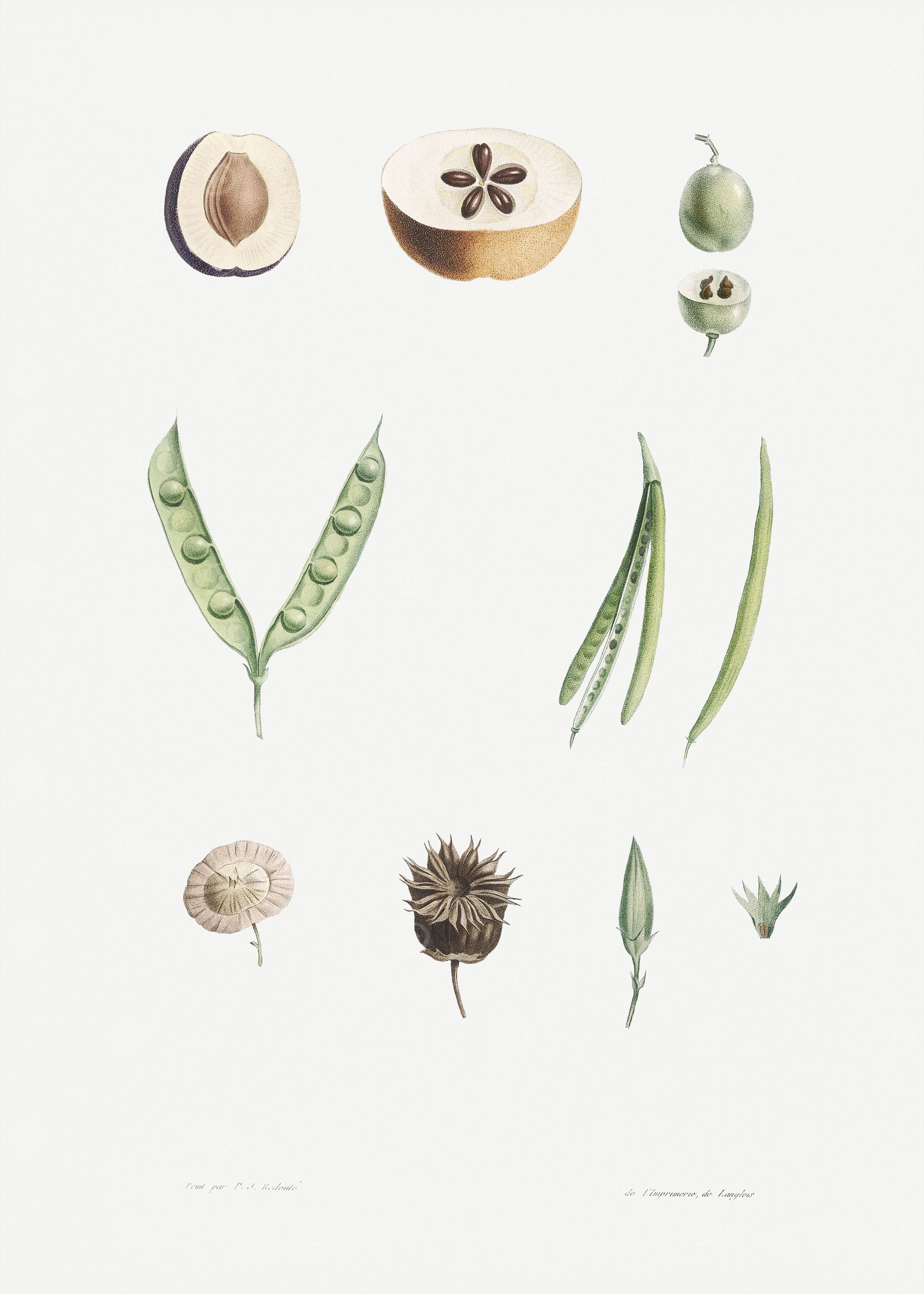Flower Illustration