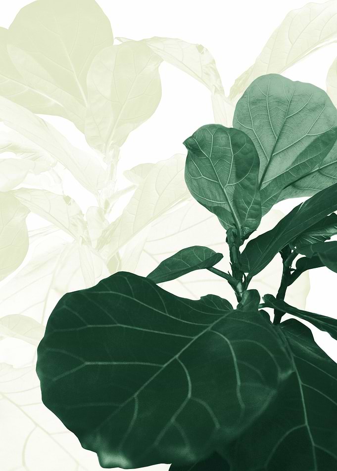 Olive Green Fiddle Leaf 1