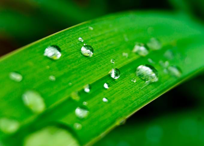 waterdrops on grass