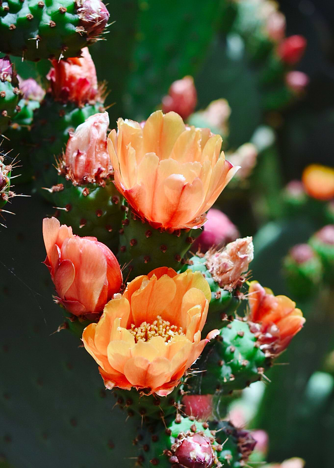 Cactus Flower I