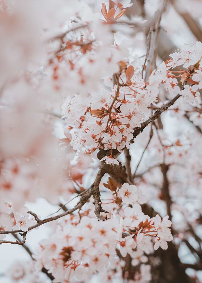 Cherry blossom