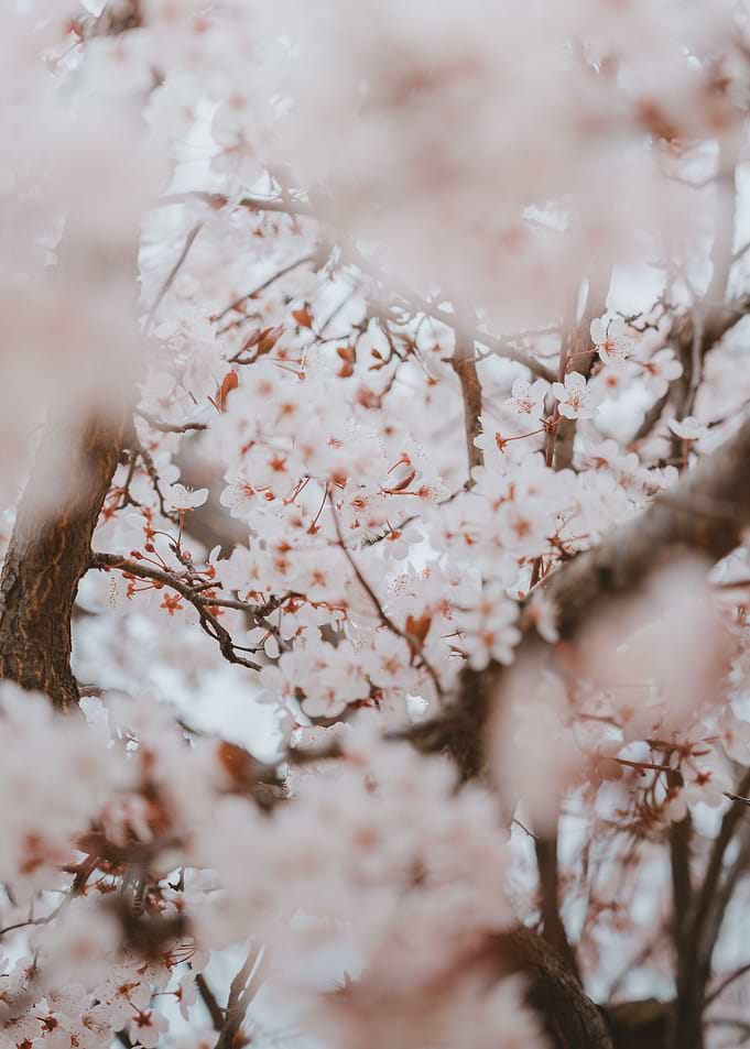 Cherry blossom