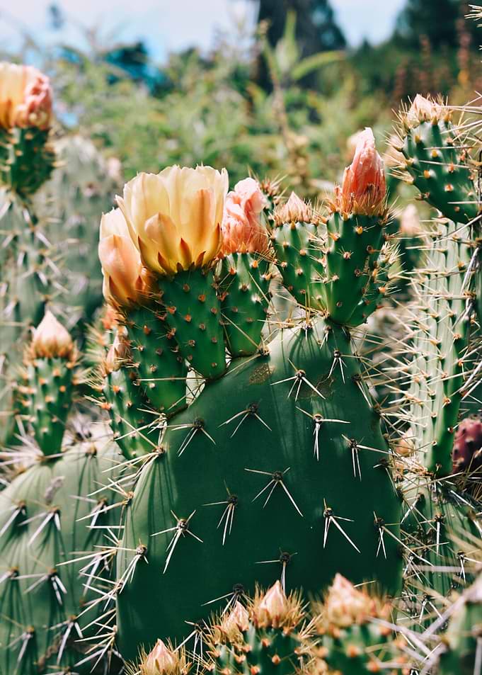 Cactus Flower II