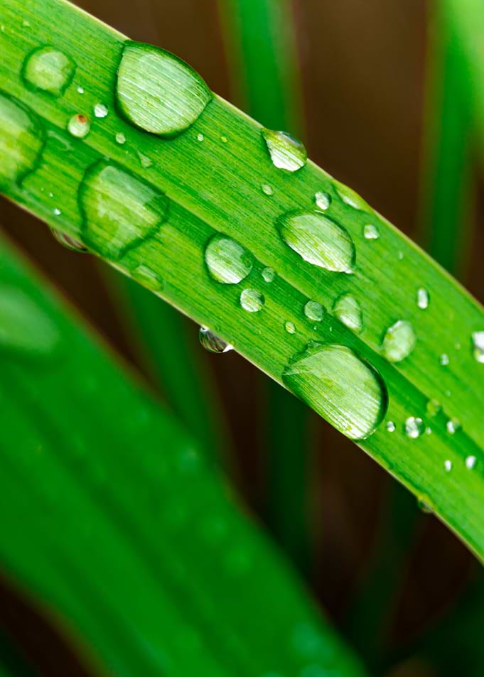 rain drops on grass