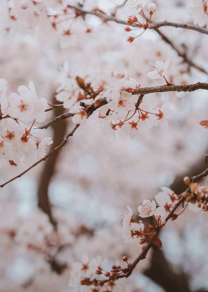 Cherry blossom