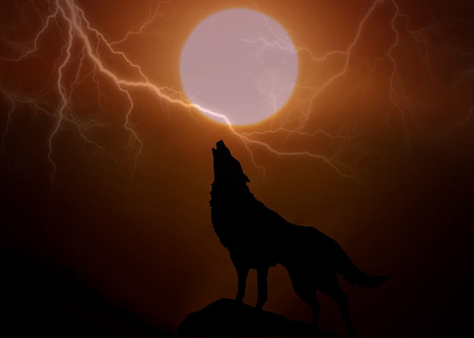 Wolf
