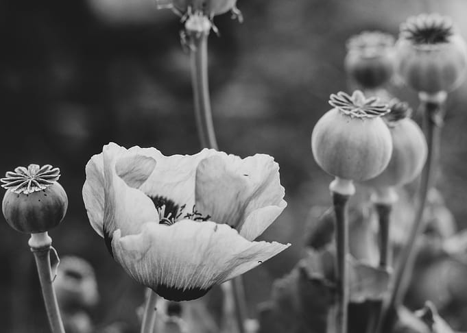 Wild poppy flower