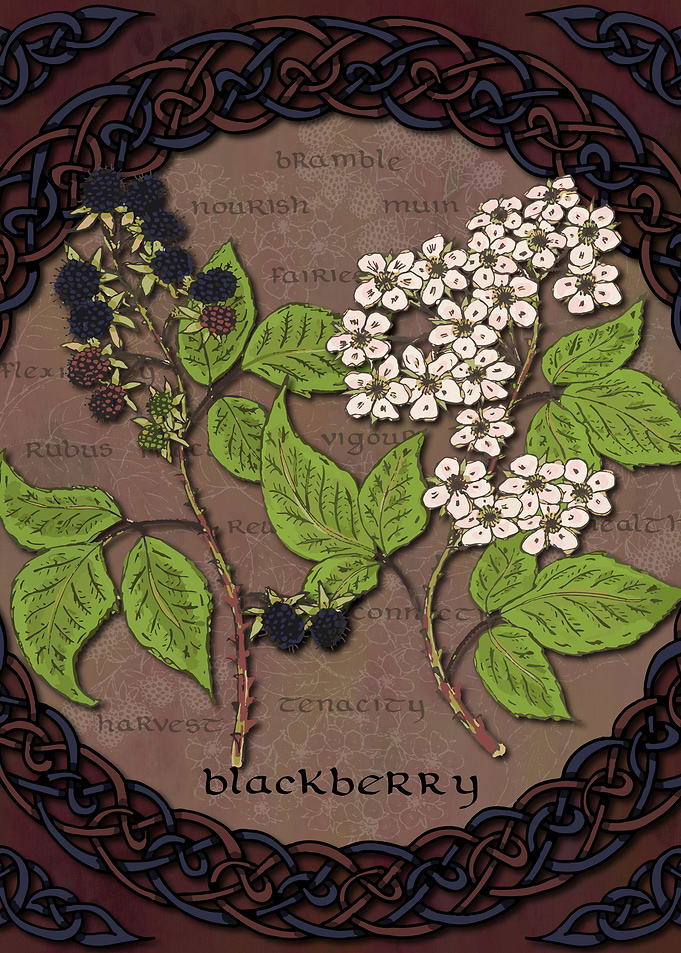 Celtic Blackberry