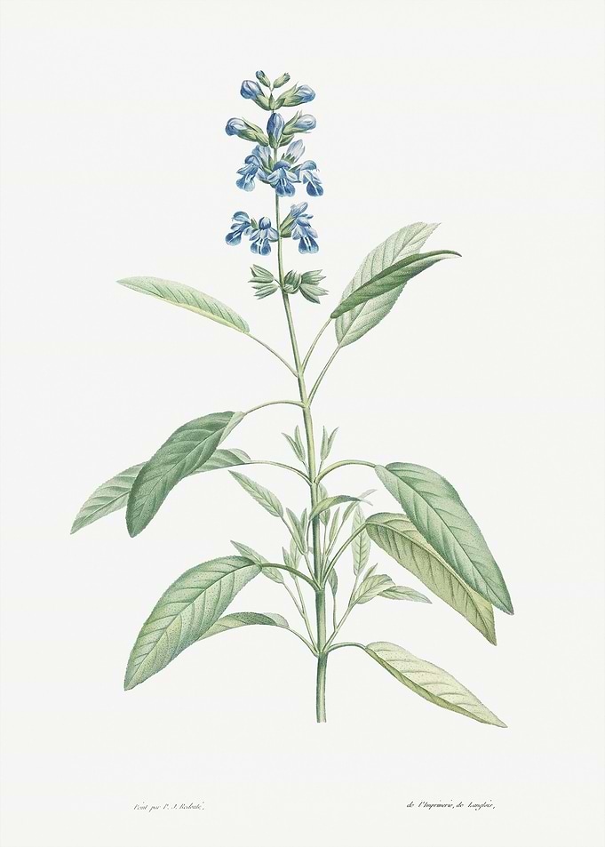 Flower Illustration