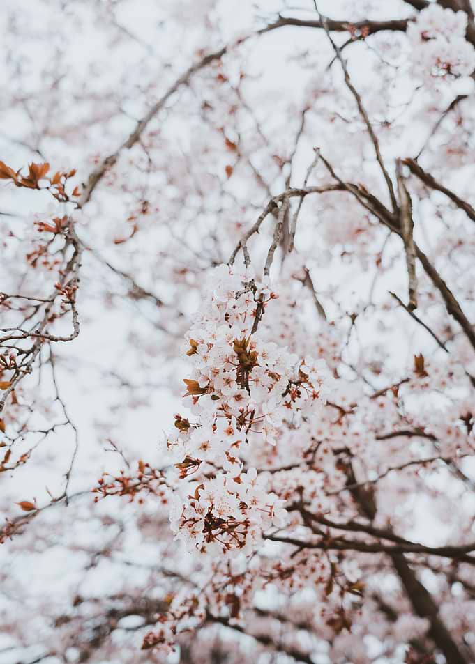 Cherry blossom